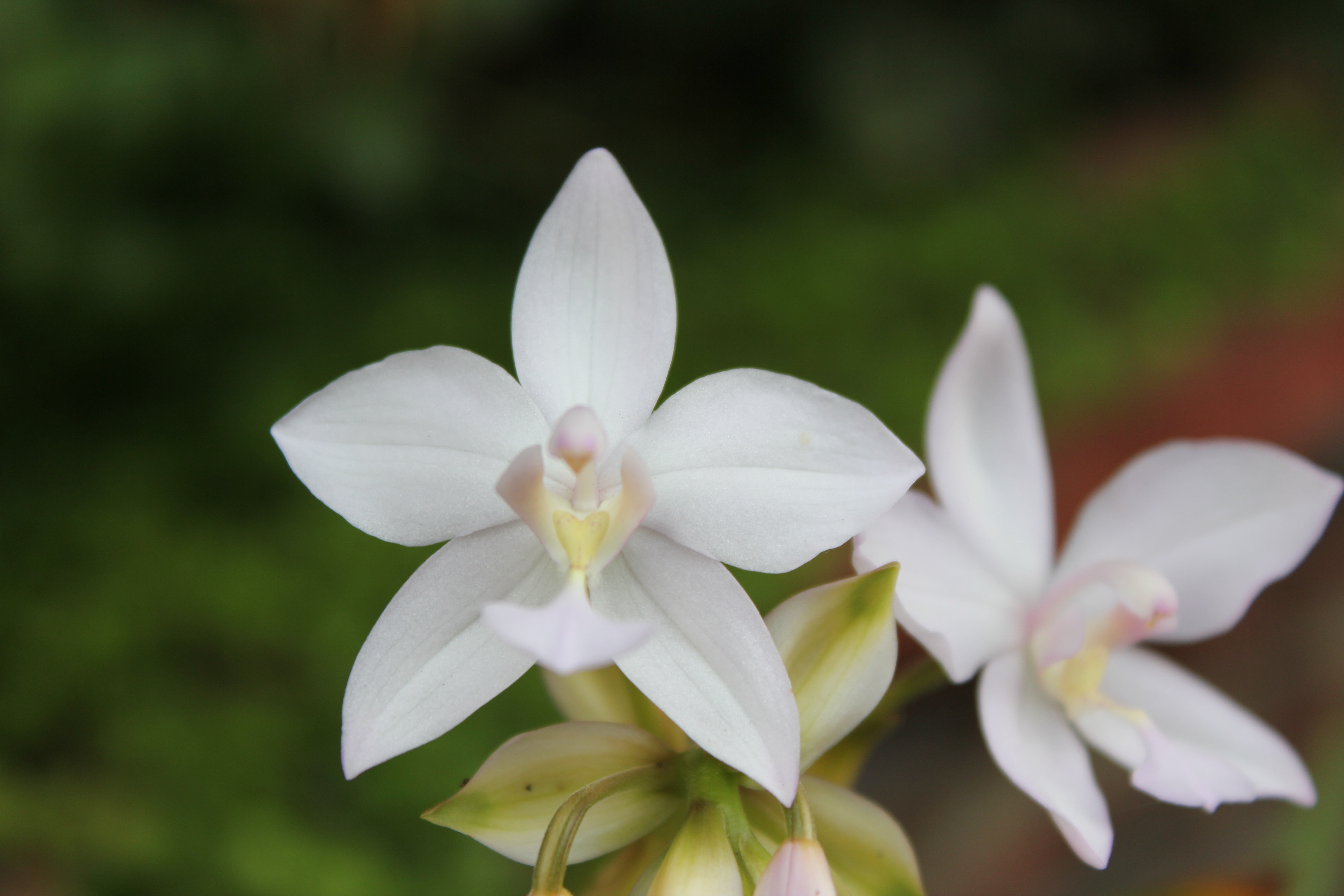 Flower, Orchid, White, White Flower, flower, white color