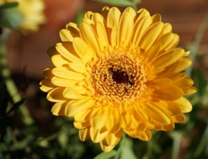 Flower, Gerbie, Yellow, flower, yellow thumbnail