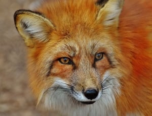 red fox thumbnail