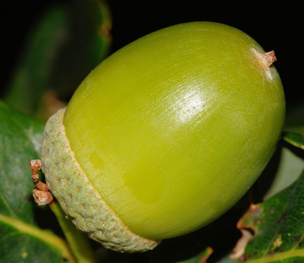 green acorn fruit preview