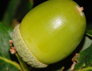 green acorn fruit thumbnail