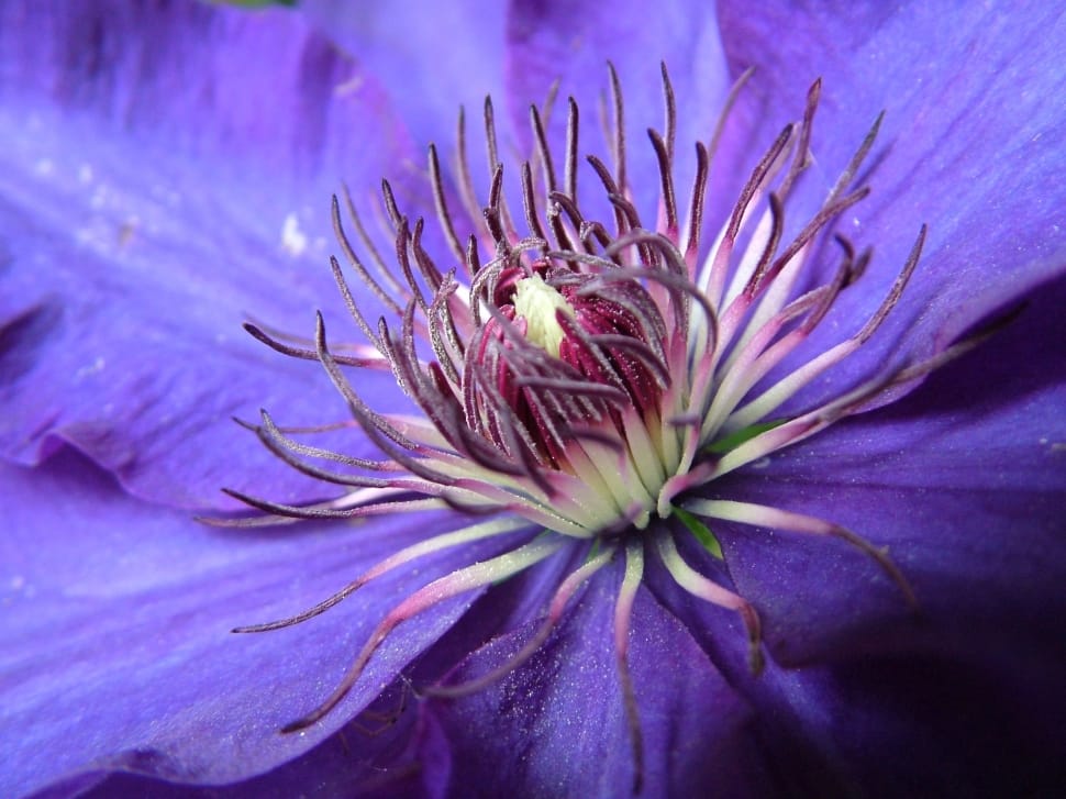 Blossom, Purple, Bloom, Blue, Clematis, flower, purple preview
