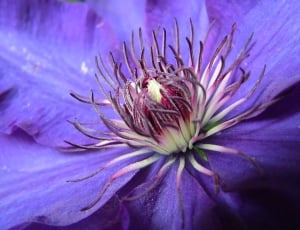 Blossom, Purple, Bloom, Blue, Clematis, flower, purple thumbnail