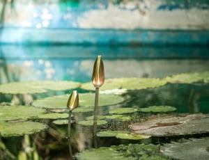Water, Lily, Greenhouse, Surface, Pool, water, nature thumbnail