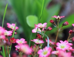 Flowers, Rose Saxifrage, Red, Pink, growth, flower thumbnail