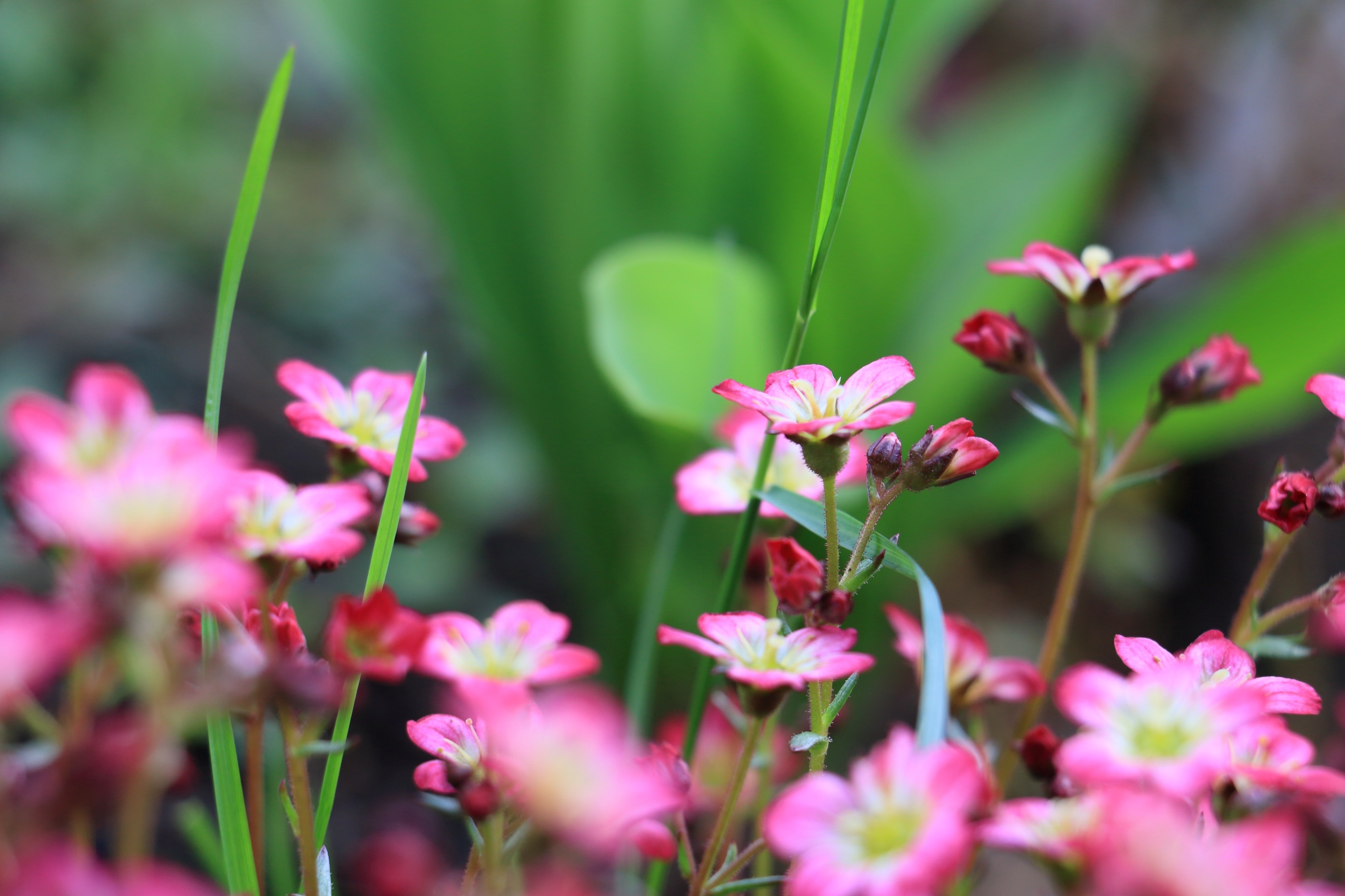 Flowers, Rose Saxifrage, Red, Pink, growth, flower