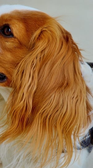 Dog, Cavalier King Charles Spaniel, one animal, dog thumbnail