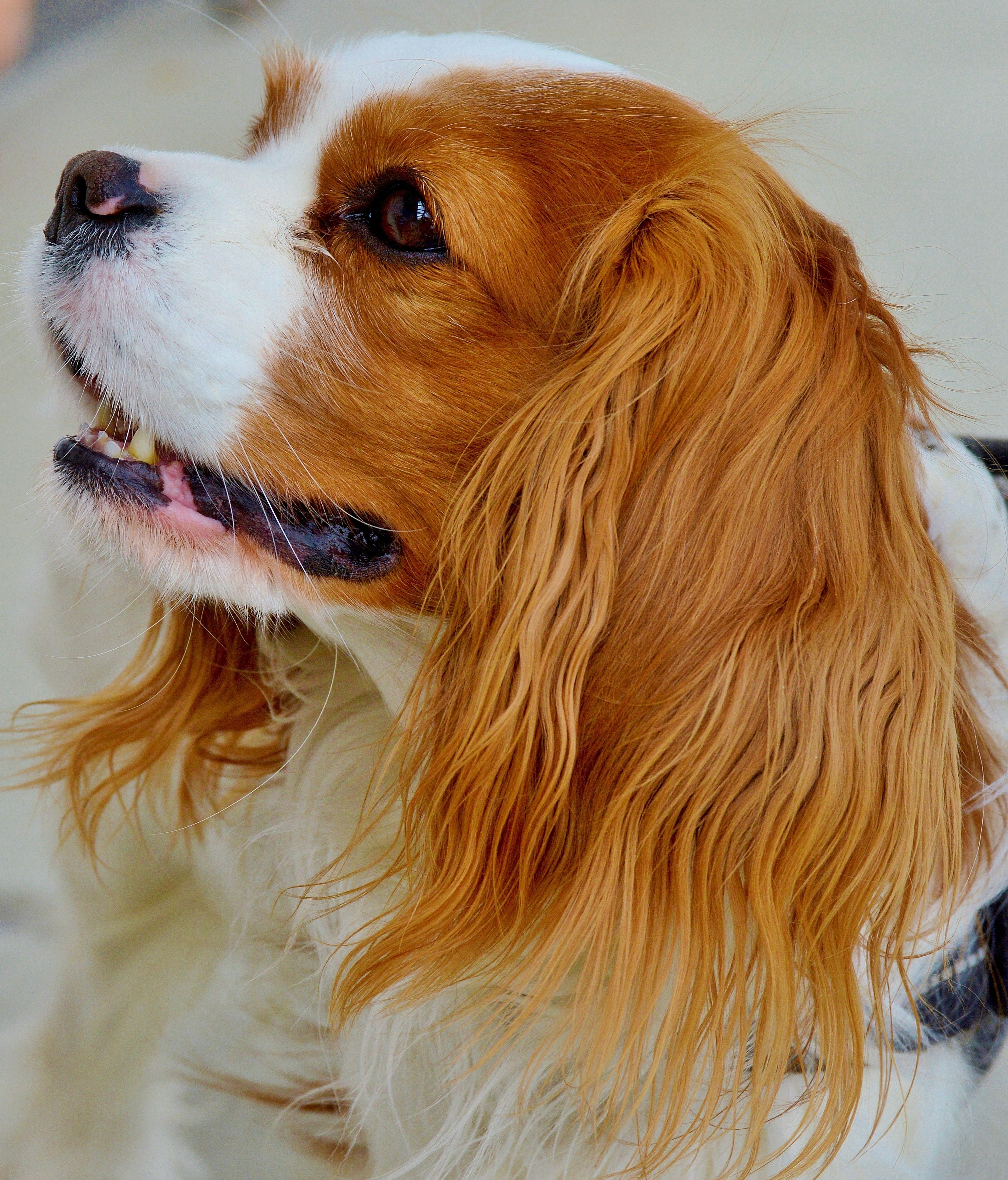 Dog, Cavalier King Charles Spaniel, one animal, dog