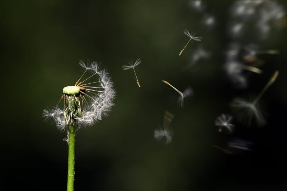 dandelion seed head preview