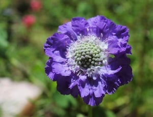 Garden, Floral, Nature, Flower, Purple, flower, purple thumbnail