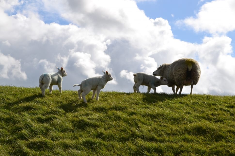 grey sheep and 3 lamb preview