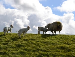 grey sheep and 3 lamb thumbnail