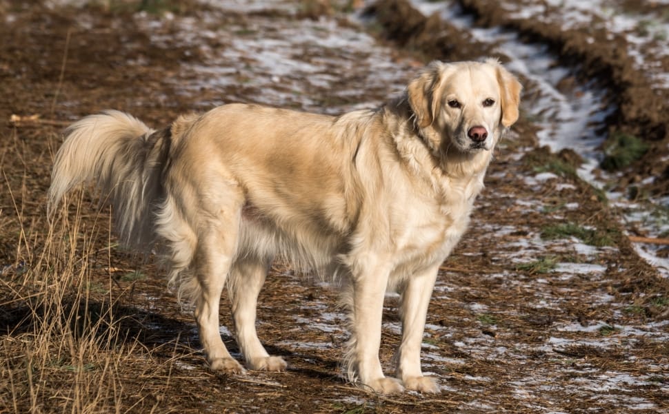 golden retriever on brown dry grass field during daytime photo preview