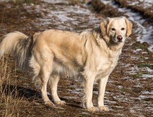 golden retriever on brown dry grass field during daytime photo thumbnail