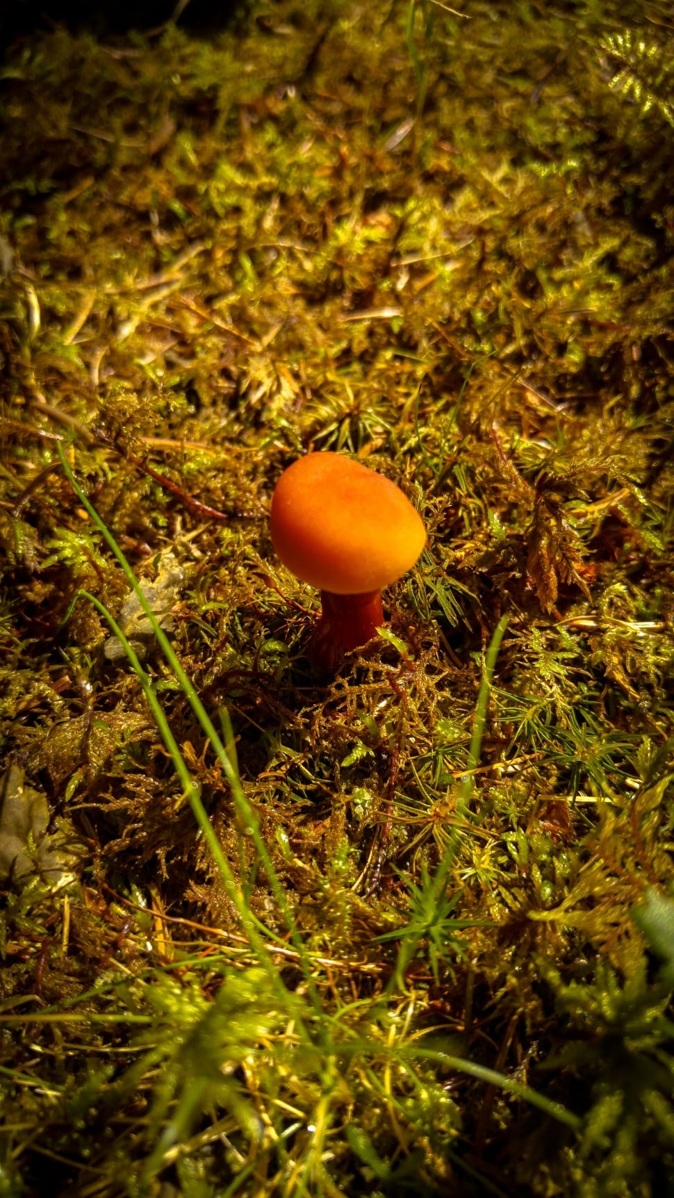 orange mushroom preview