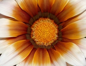 close up photo of orange petaled flower thumbnail