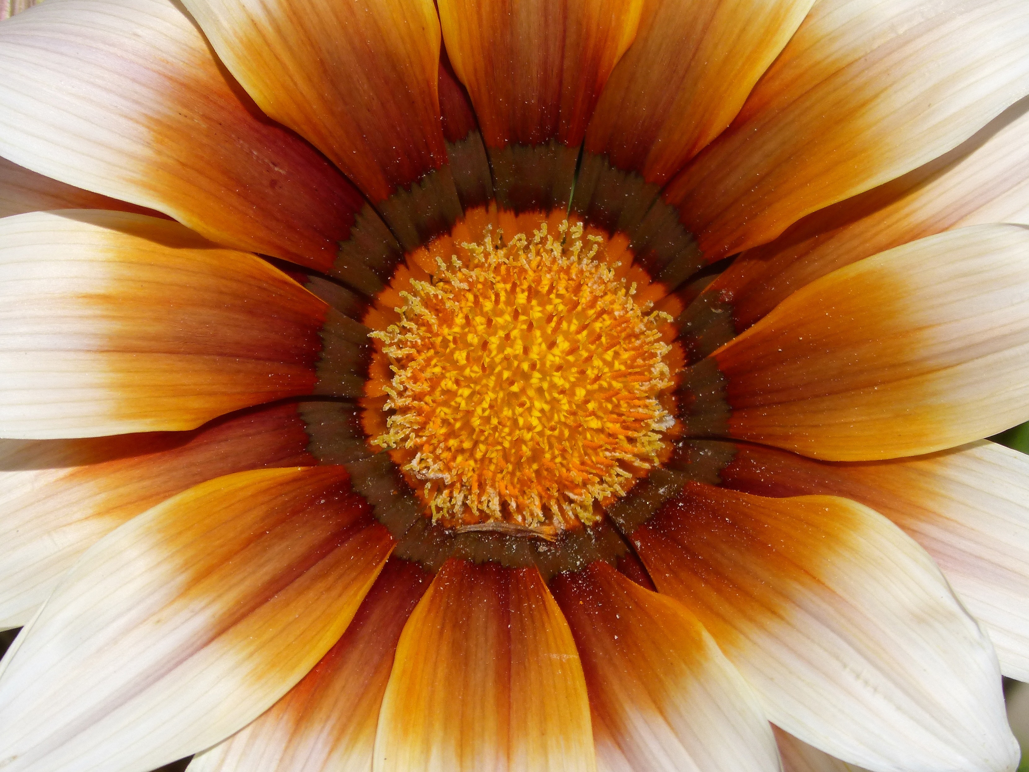 close up photo of orange petaled flower