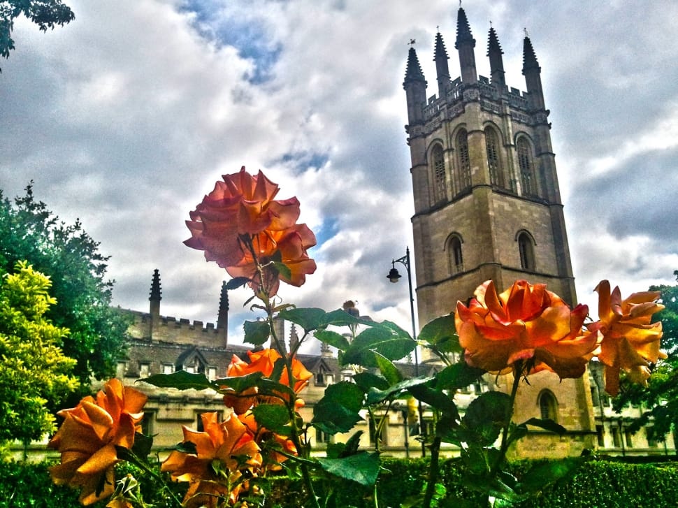 England, Collage, Oxford, Magdalena, flower, clock tower preview