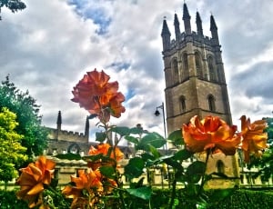 England, Collage, Oxford, Magdalena, flower, clock tower thumbnail