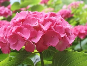 Plant, Pink, Hydrangea, Nature, Fruen, pink color, flower thumbnail