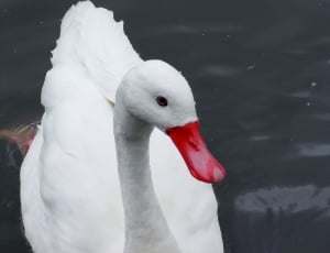 Swan, Water Fowl, Wildlife, Duck, Bird, one animal, bird thumbnail