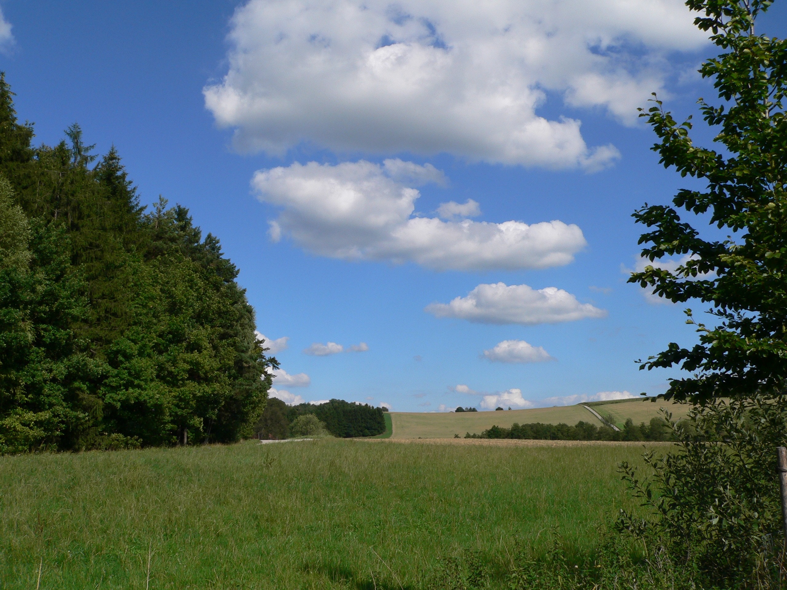 green grass field