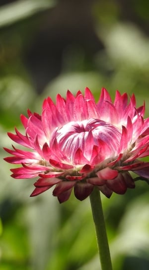 red and white petaled flower thumbnail