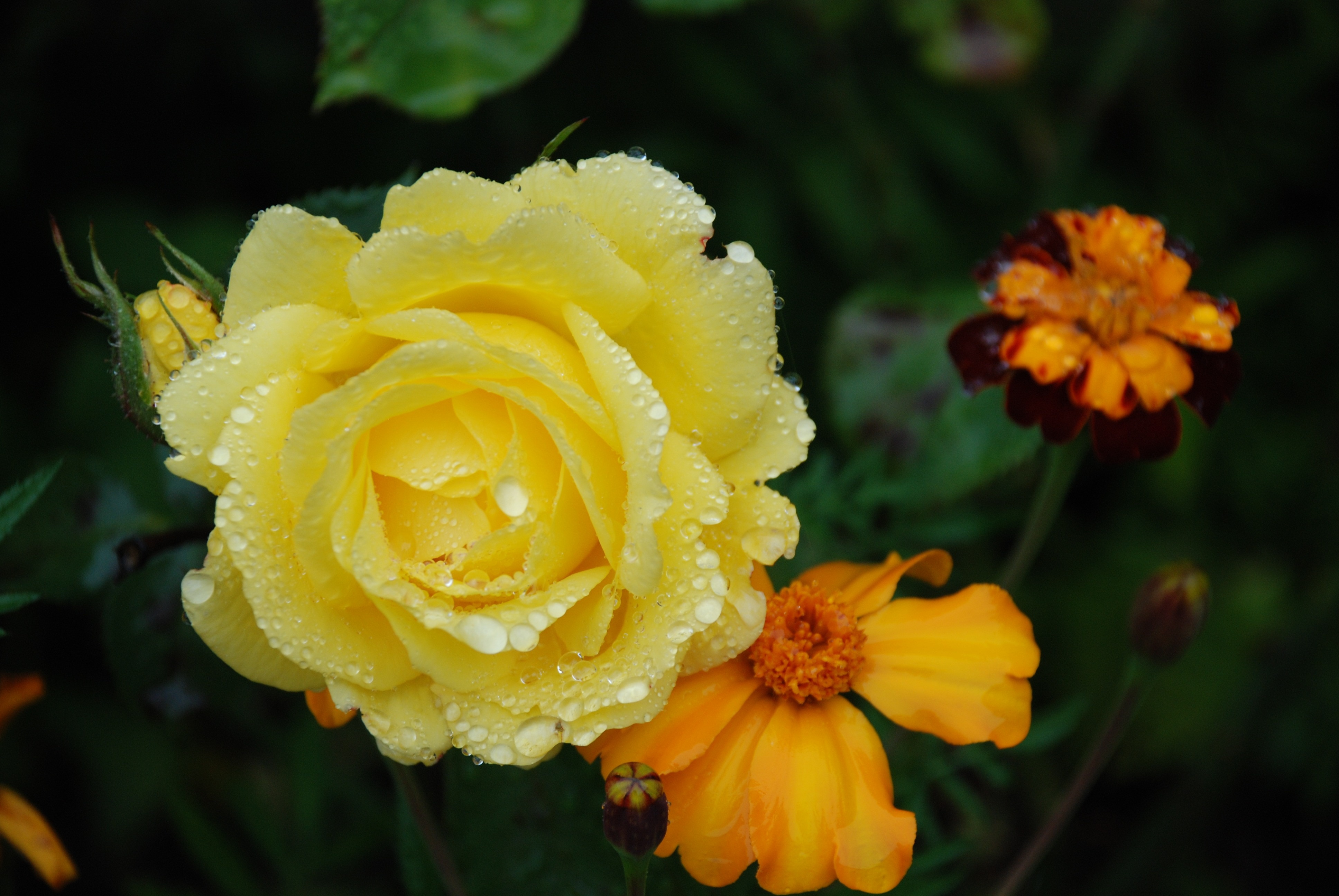 close up photo of yellow and orange petaled flowers