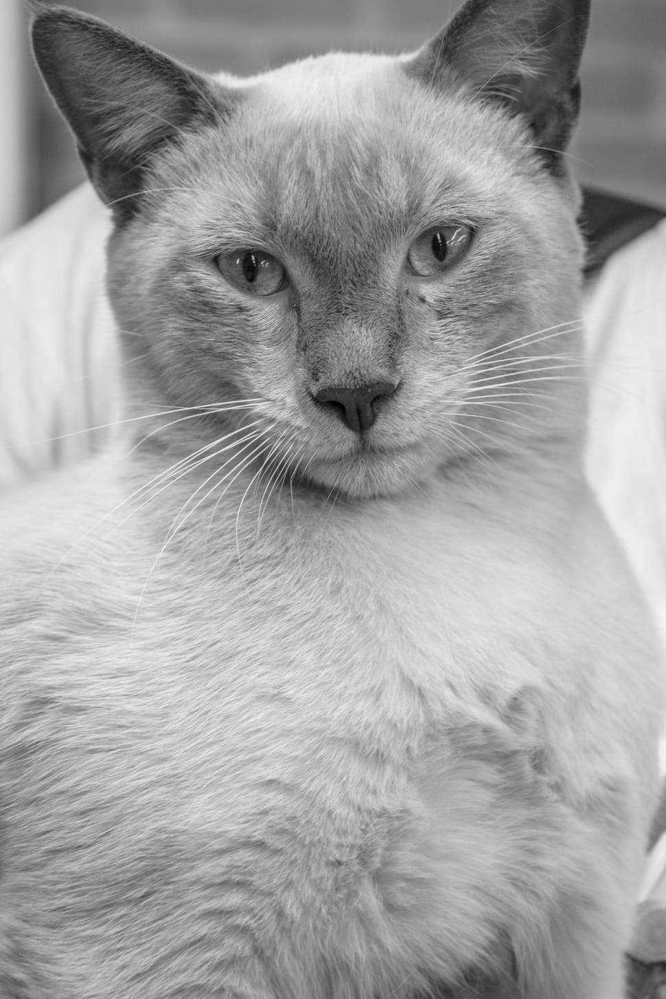 siamese cat in grayscale photo preview