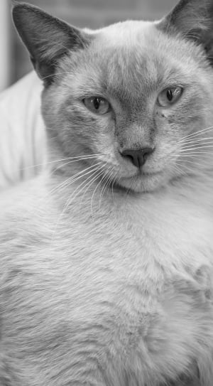 siamese cat in grayscale photo thumbnail