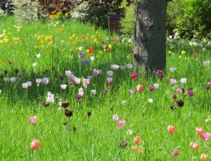 Spring, Park, Tulip Meadow, flower, grass thumbnail