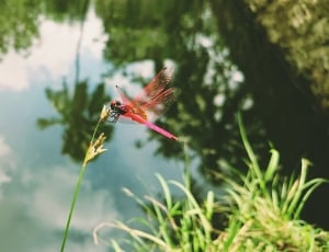 Pink and Orange Dragonfly on Green Grass thumbnail