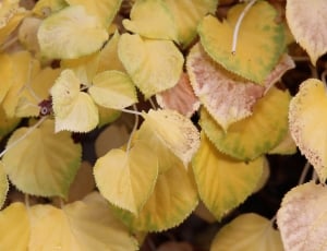 yellow artificial plants thumbnail