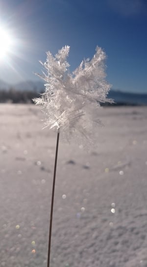 shallow focus photography of snow flakes thumbnail