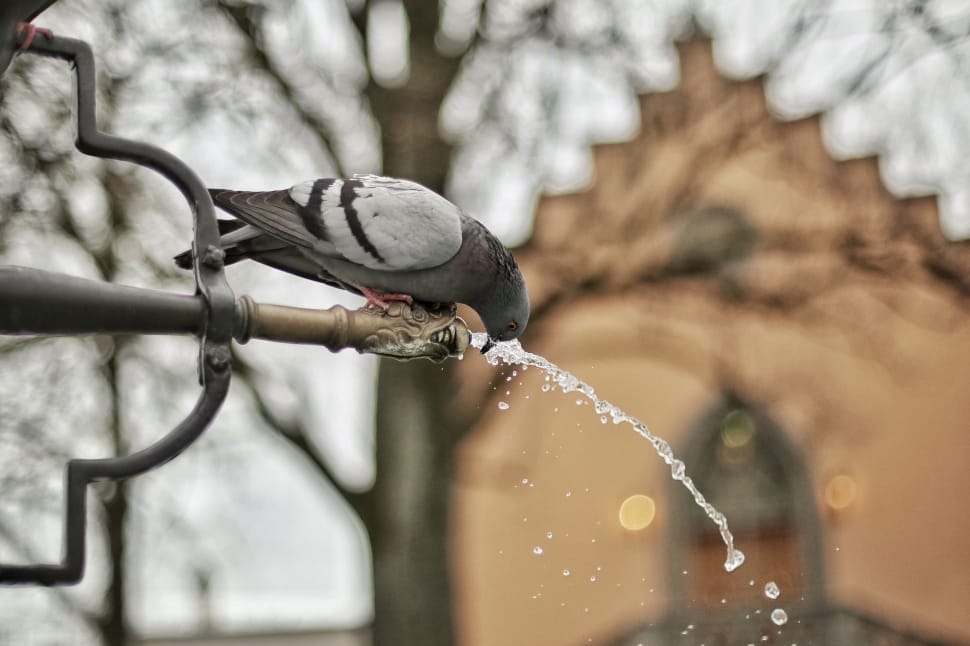 gray pigeon on faucet preview