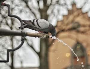 gray pigeon on faucet thumbnail