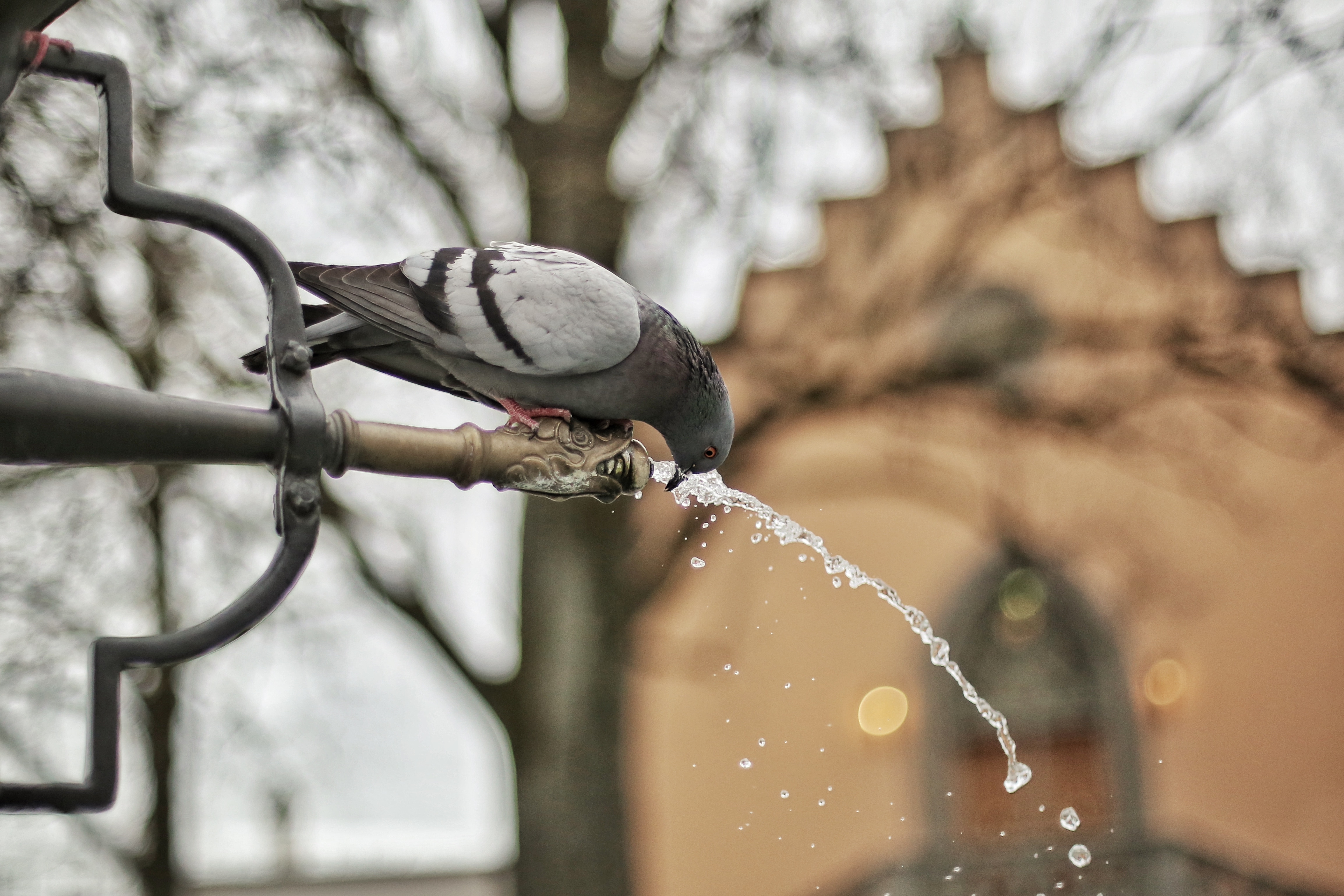 gray pigeon on faucet
