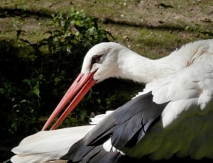 white and black egret thumbnail