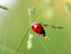 black and red ladybug thumbnail