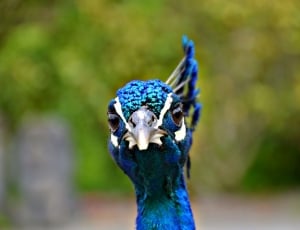 Peacock, Head, Beak, Bird, Blue, Plume, one animal, animal themes thumbnail