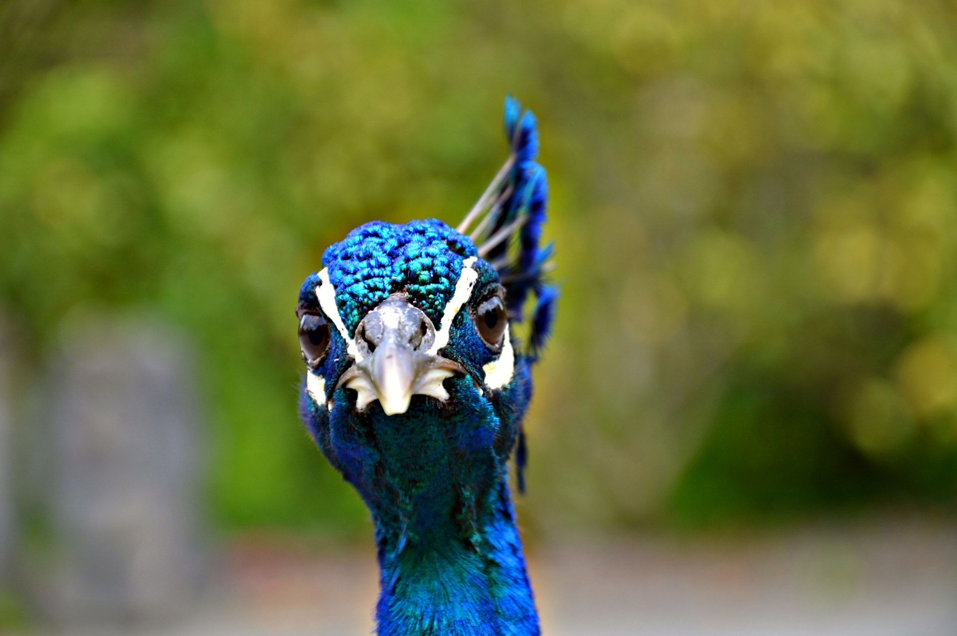 Peacock, Head, Beak, Bird, Blue, Plume, one animal, animal themes