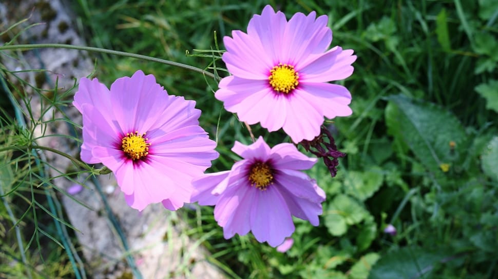 pink cosmos flowers preview