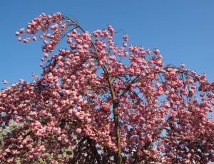 Japanese Cherry, Smell, Cherry Blossom, flower, blossom thumbnail