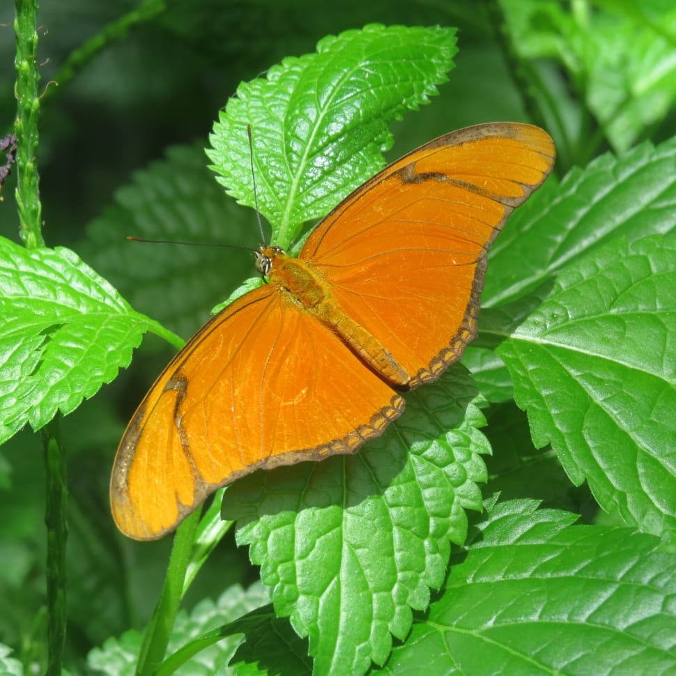 orange long wing butterfly land on green leaf plant preview