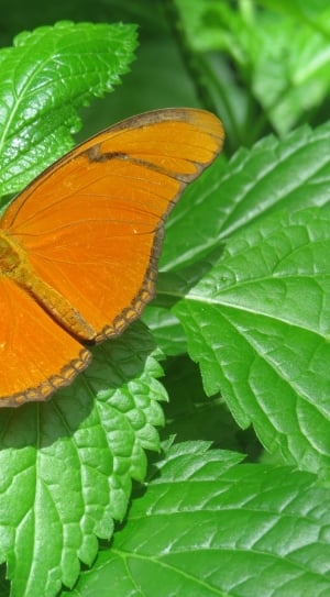 orange long wing butterfly land on green leaf plant thumbnail