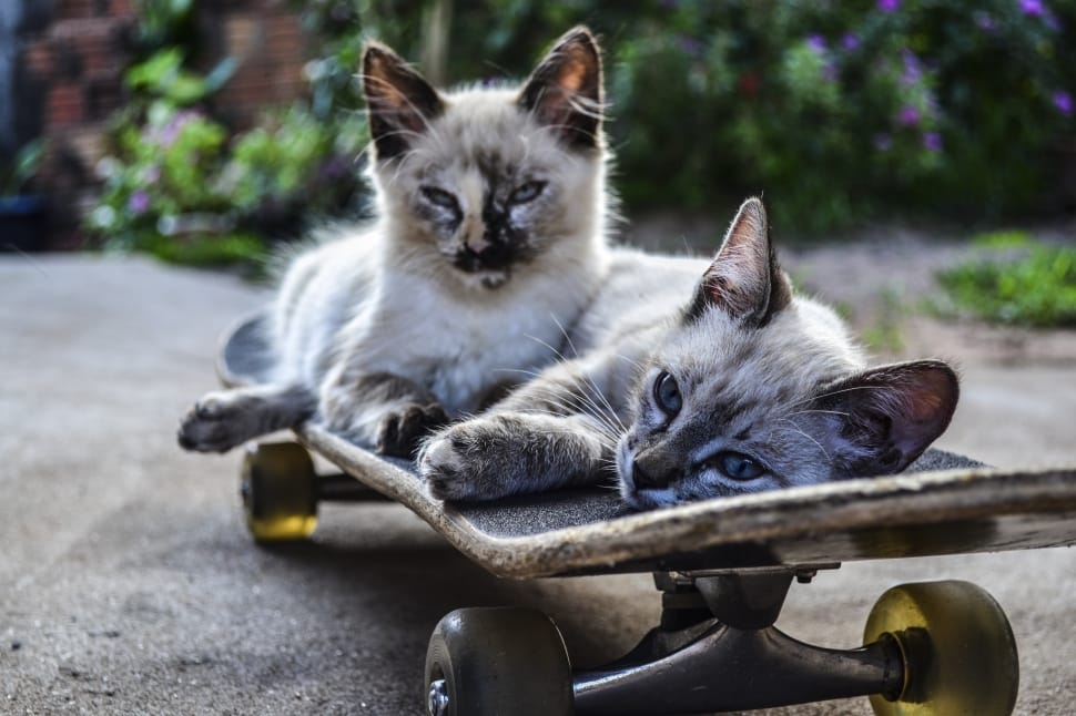 two cats in black skateboard preview