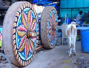 white 4 legged animal beside two round brass multi-colored large wheels thumbnail