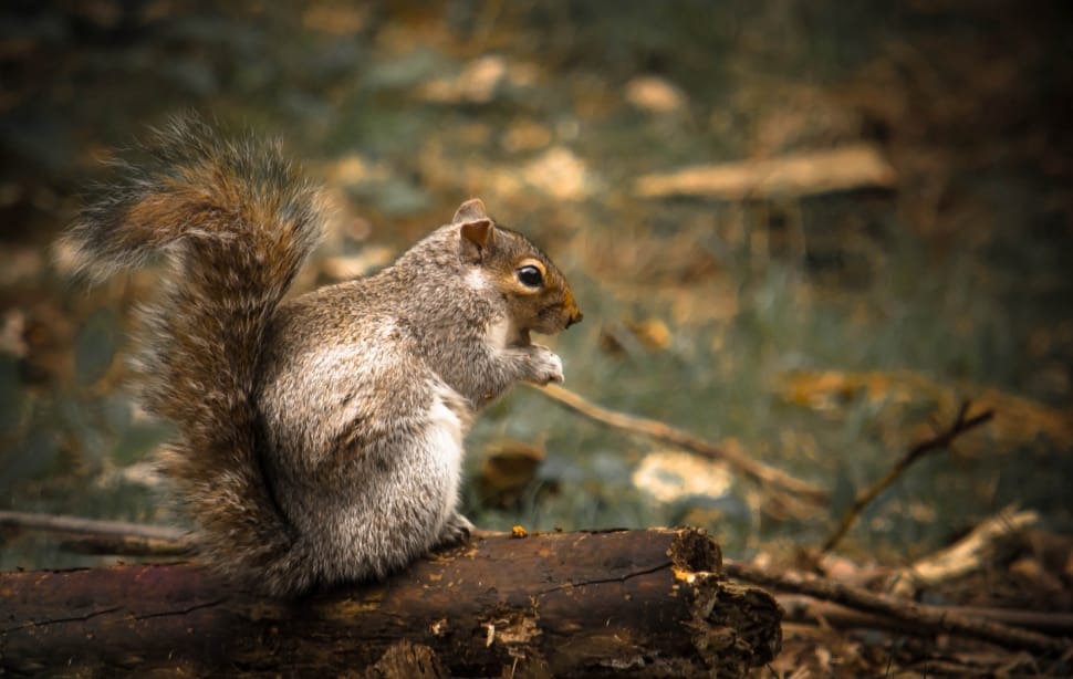gray and brown squirrel preview