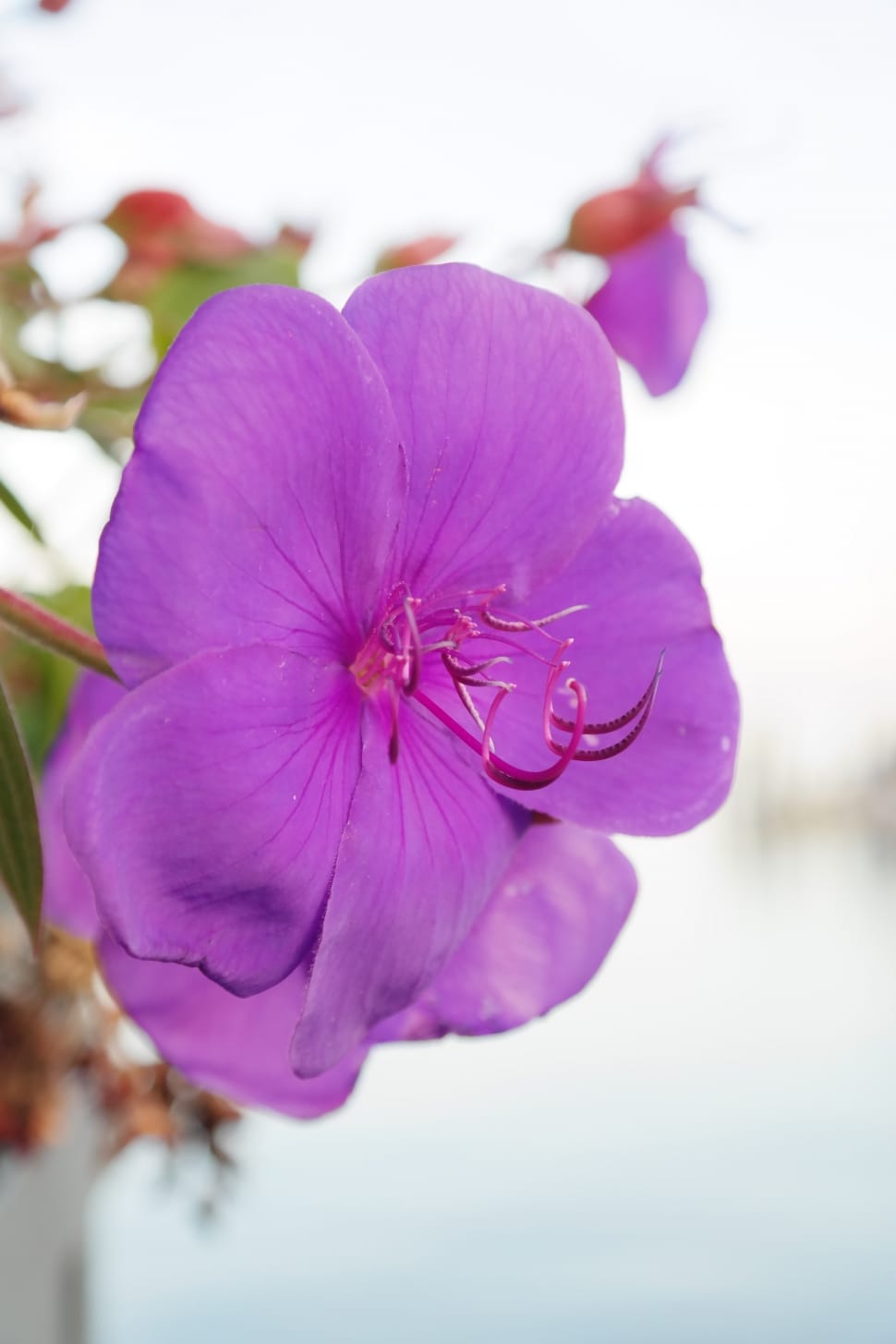 Violet, Bloom, Container Plant, Blossom, flower, petal preview