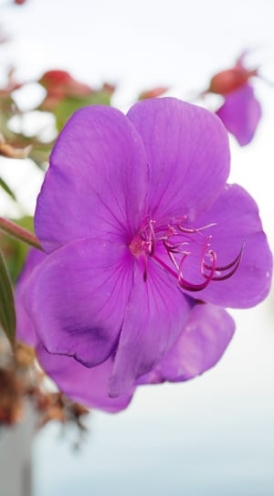 Violet, Bloom, Container Plant, Blossom, flower, petal thumbnail